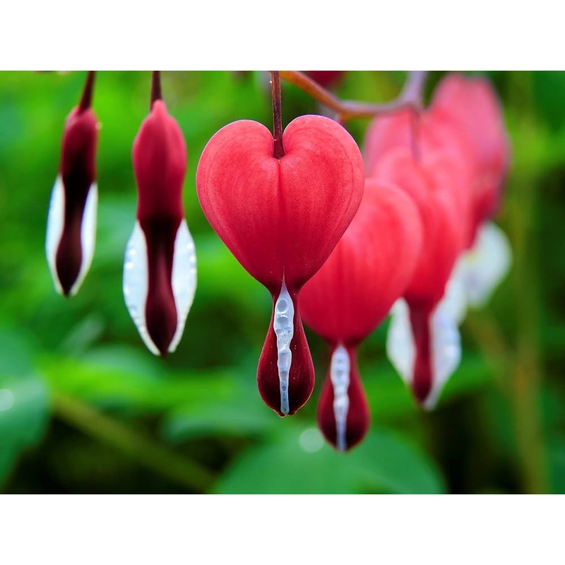 Bleeding Flower Seeds for Planting – 100 pcs 100