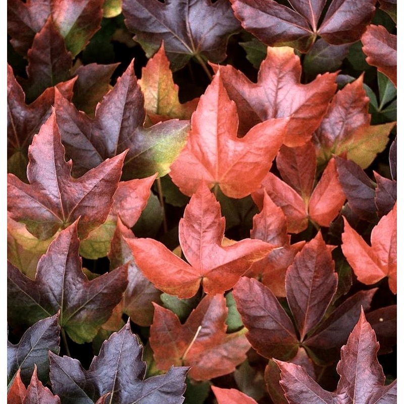 Boston Ivy Vine Virginia Creeper Parthenocissus tricuspidata Climbing Seeds for Planting 100