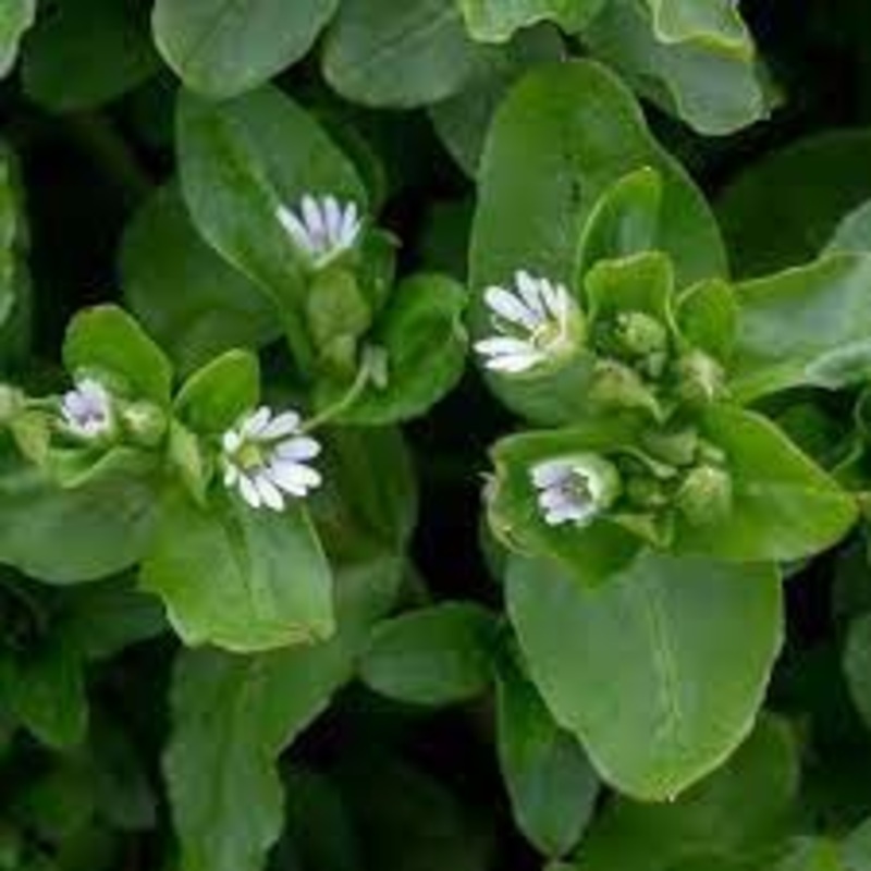 Chickweed Flower Seeds for Planting – NON GMO Seeds 100
