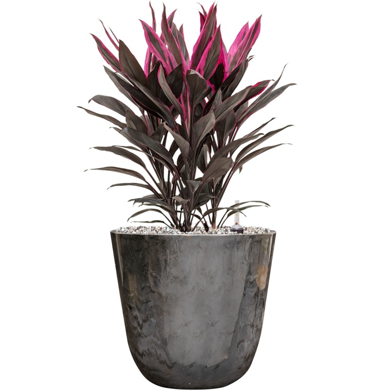 Cordyline fruticosa ‘Tango’ in Palermo Office Plant With Pot 53cm Height 21cm Dia