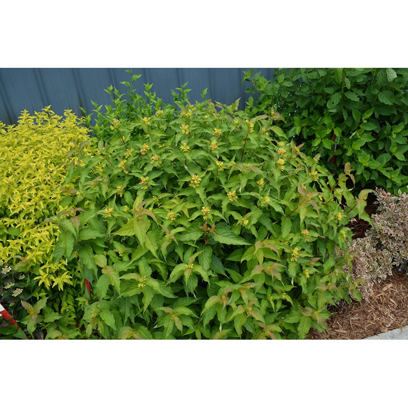 Diervilla-Kodiak Orange 3C