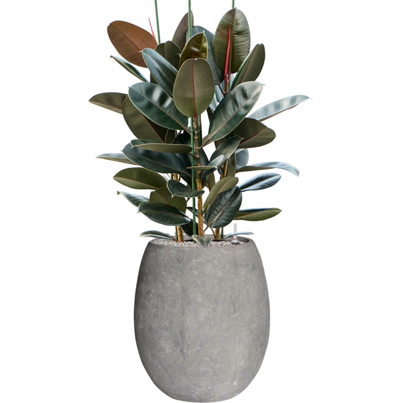 Ficus elastica ‘Abidjan’ in Baq Polystone Coated Plain Office Plant With Pot 131cm Height 30cm Dia