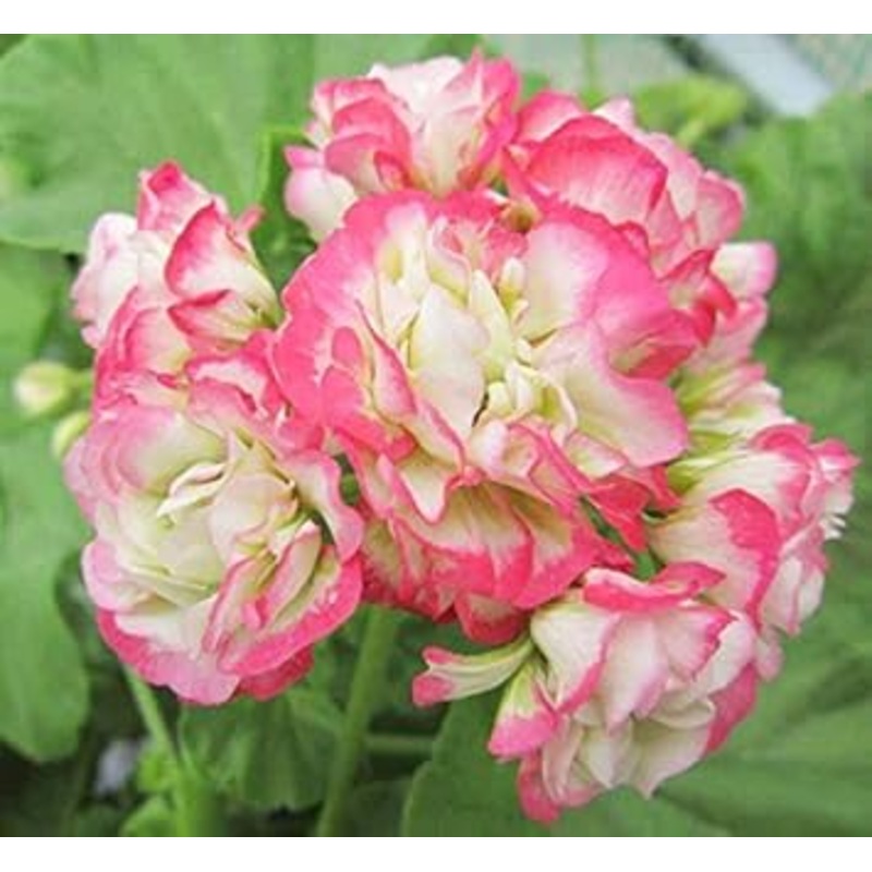 Geranium Apple Blossom Pink Flower Seeds for Planting NON GMO Seeds 100