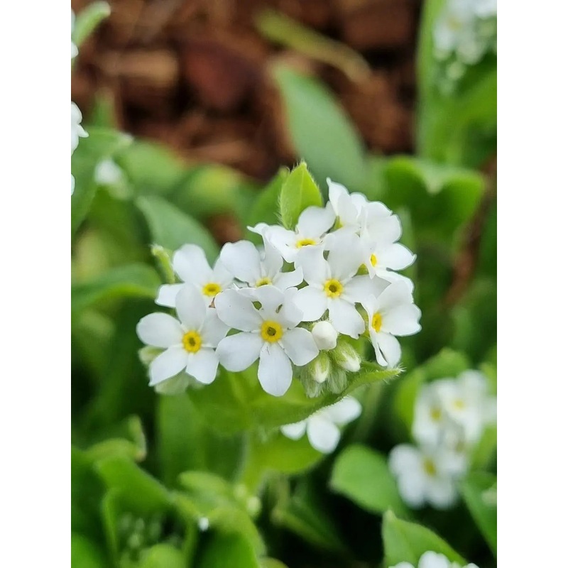 Heirloom Myosotis Alpestris Flower Seeds for Planting, Non-GMO 100