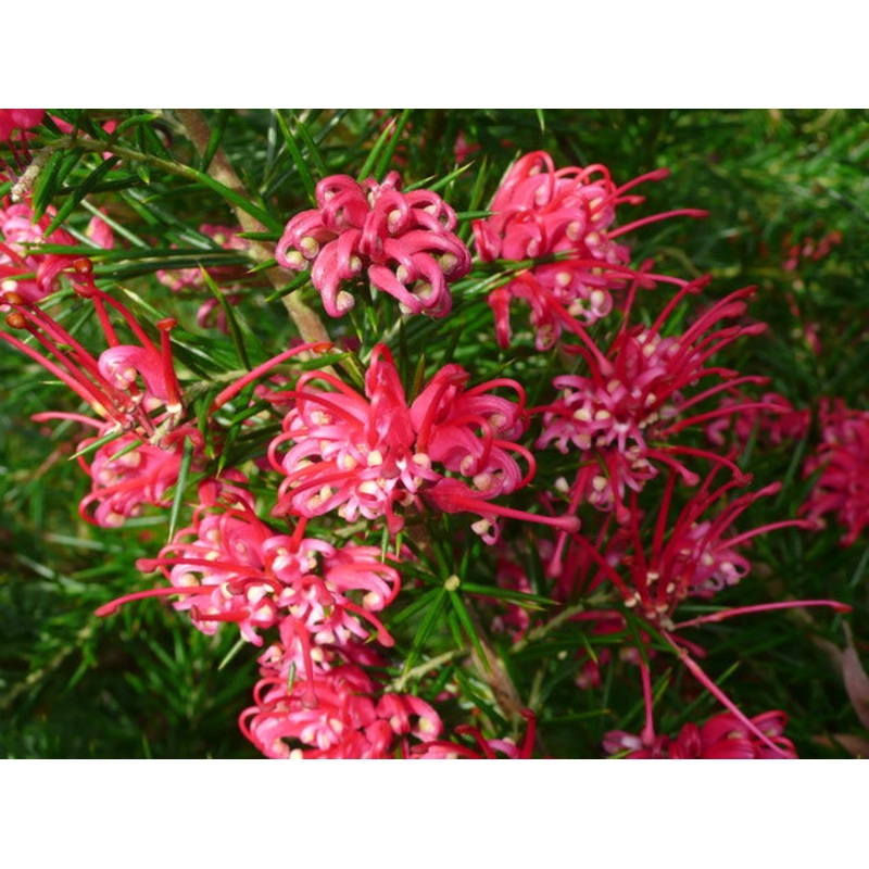 Heirloom Non-GMO Grevillea Flower Seeds for Planting  Drought-Tolerant Ornamental Blooms 100