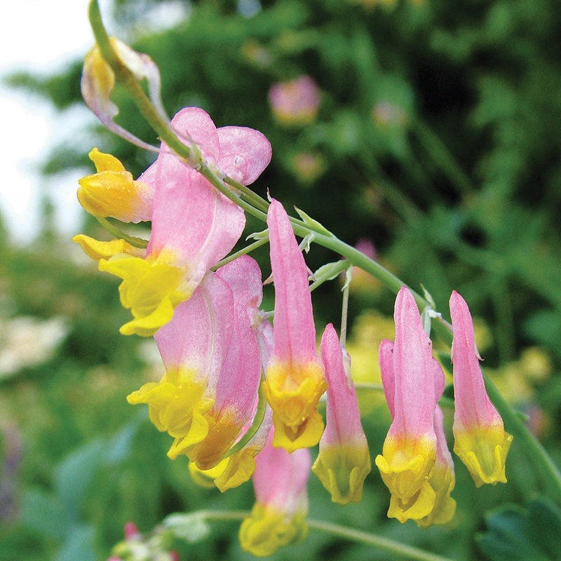 Heirloom Non-GMO Pink Rock Harlequin Flower Seeds for Woodland Wildflower Garden Plantin 100