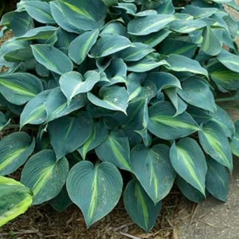 Heirloom Non-GMO Sea Green Hosta Plant Seeds for Planting 100