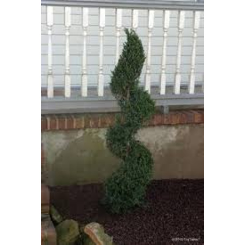 Juniper-Hetzi Spiral 7C