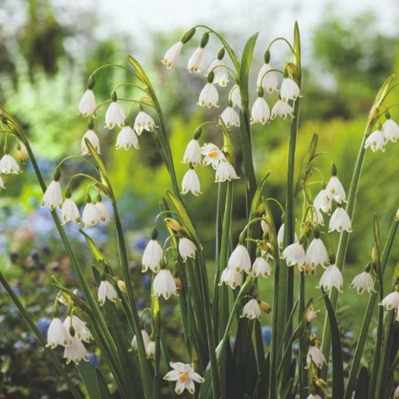 Leucojum Aestivum Gravetye Giant Flower Bulbs