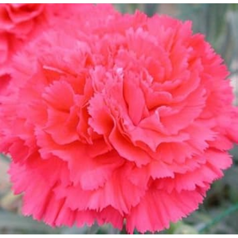 Pink Dianthus Caryophyllus Flower Planting Seeds for Garden NON GMO Seeds 100