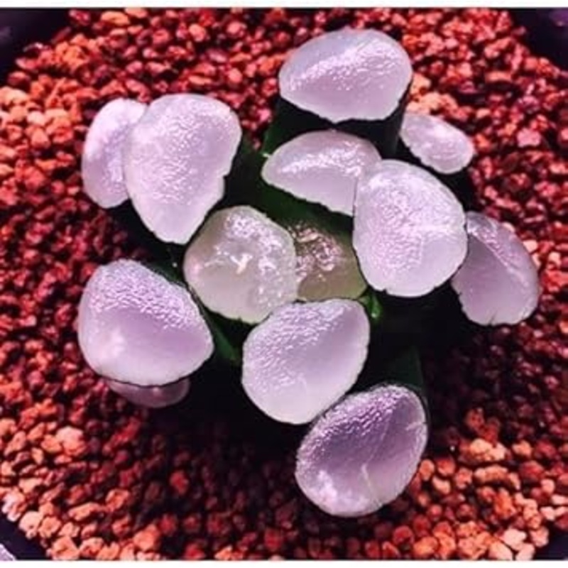 Purple Haworthia Maughanii Plant Seeds for Planting 100