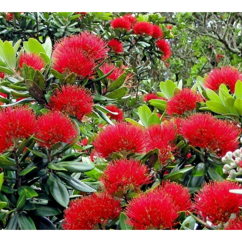 Red Pohutukawa Flower Seeds for Planting – 100 pcs 100