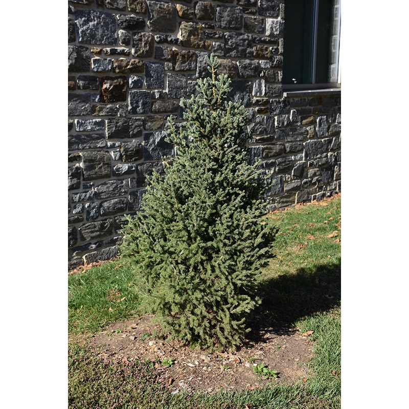 Spruce-Yukon Blue 3′ 15C