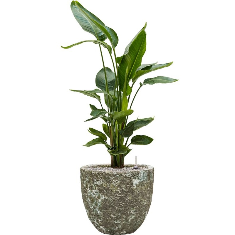 Strelitzia nicolai in Baq Lava Office Plant With Pot 112cm Height 30cm Dia