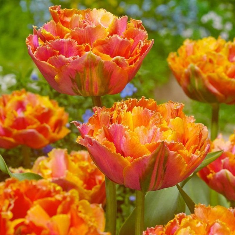 Tulip Double Late Sunlover (Pack of 7)