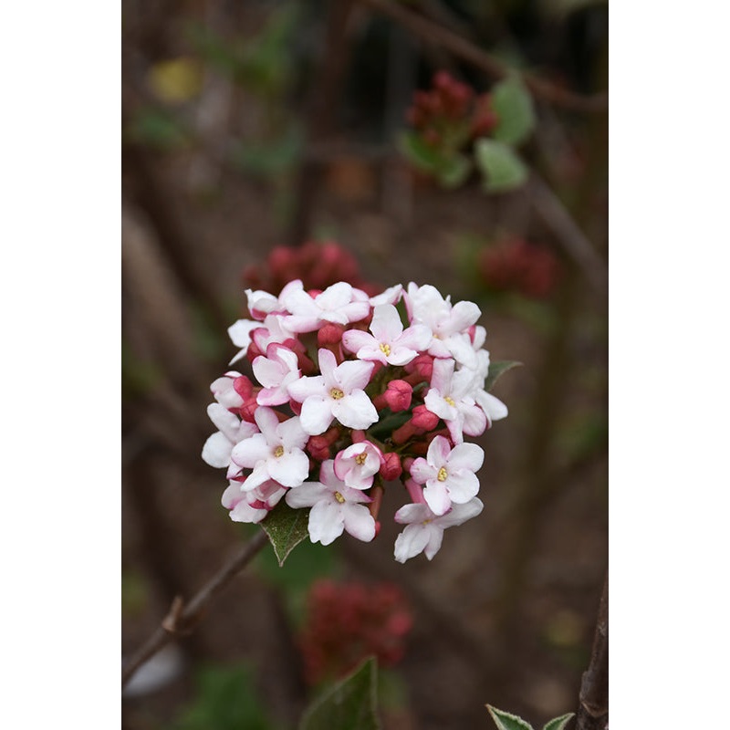 Viburnum-Spice Girl 3C
