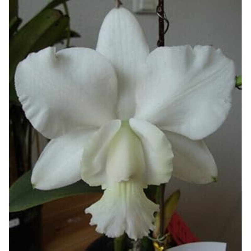White Cattleya Flower Seeds  Heirloom Non-GMO Fresh Seeds for Garden Planting 100