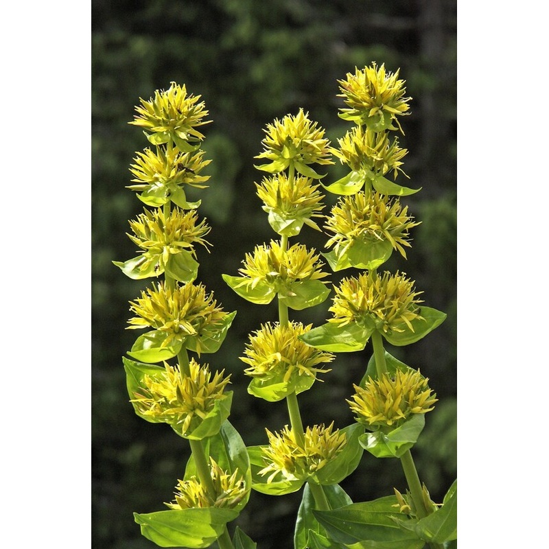 Yellow Gentian Flower Seeds for Planting – NON GMO Seeds 100