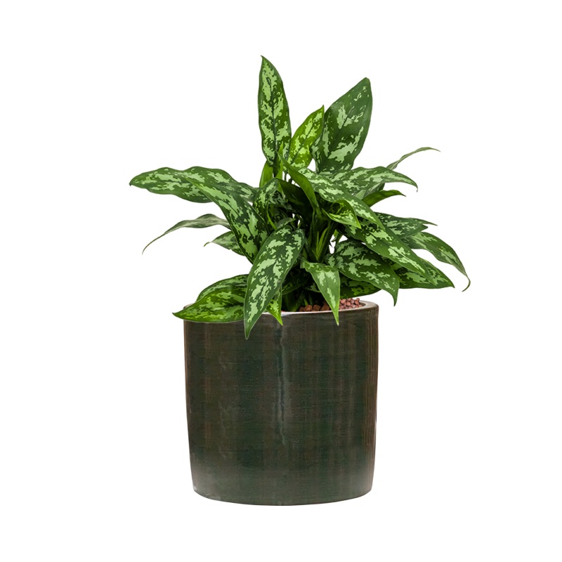 Aglaonema ‘Maria’ in Plain Striped Office Plant With Pot 41cm Height 17cm Dia