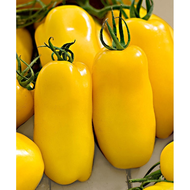 Banana Legs Heirloom Tomato – Lycopersicon Esculentum – Vegetables – 20 Seeds