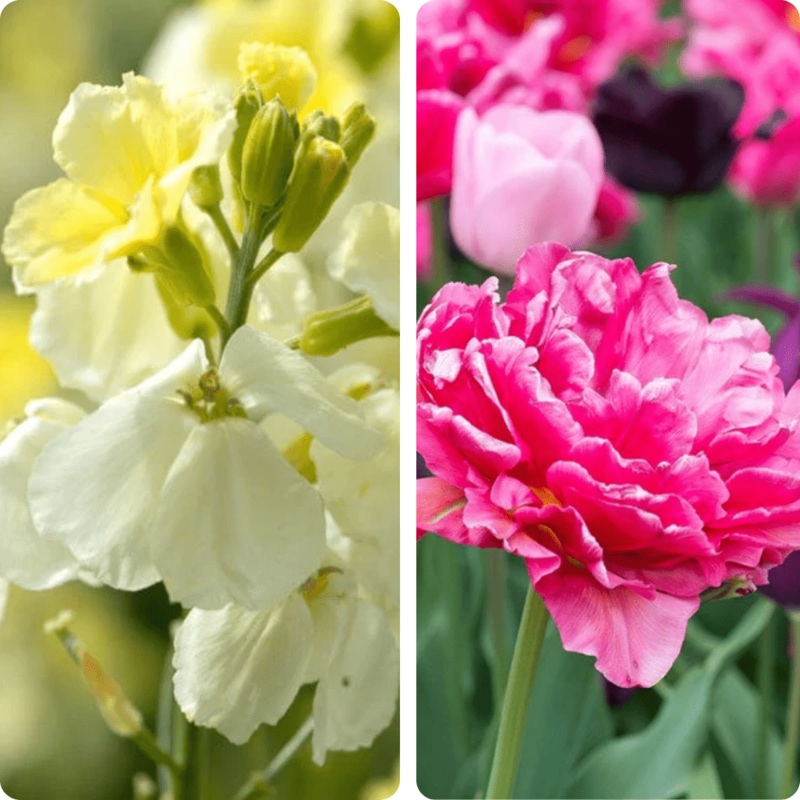 Feathered Pink Tulip and Wallflower Collection