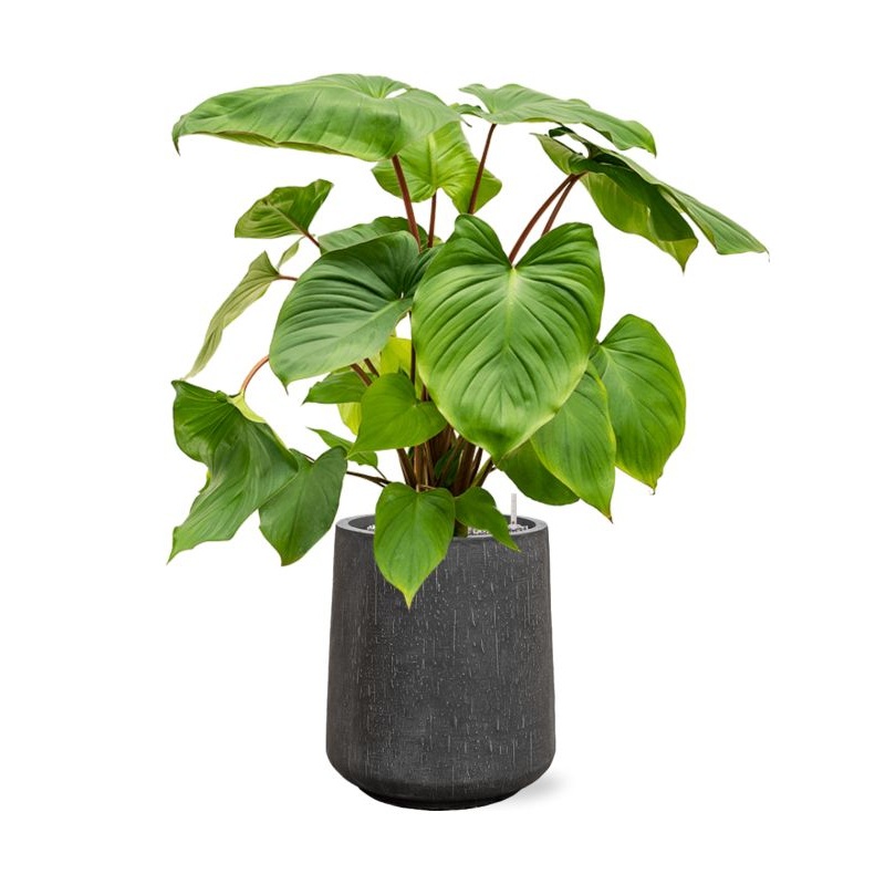 Homalomena rubescens ‘Maggy’ in Baq Raindrop Office Plant With Pot 103cm Height 28cm Dia