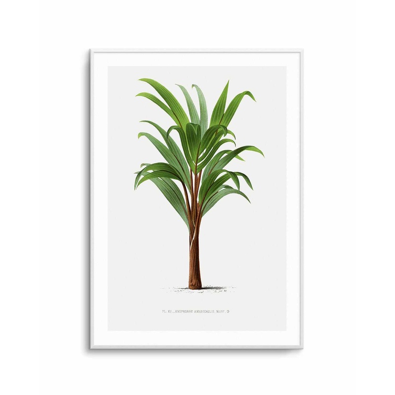 Hyophorbe Amaricaulis Vintage Palm Poster Art Print