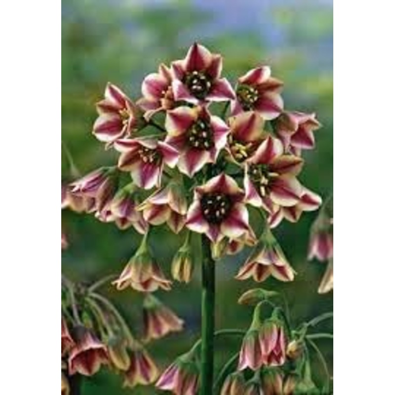 Nectaroscordum Flower Seeds for Planting – 100 pcs 100