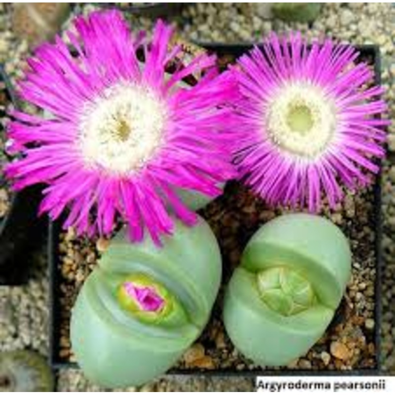 Pink Argyroderma Plant Seeds for Planting – 100 100