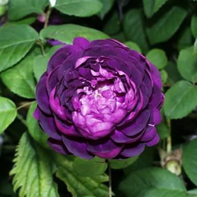 Rose Cardinal De Richelieu (Shrub) Plants 1 Bare Root Plant