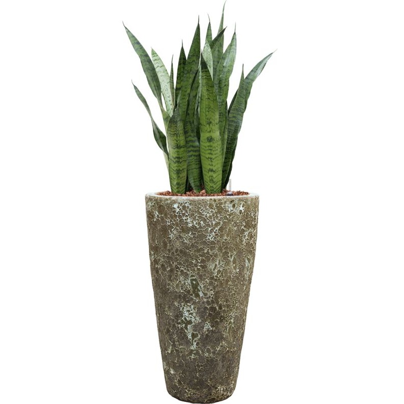 Sansevieria zeylanica in Baq Lava Office Plant With Pot 123cm Height 29cm Dia