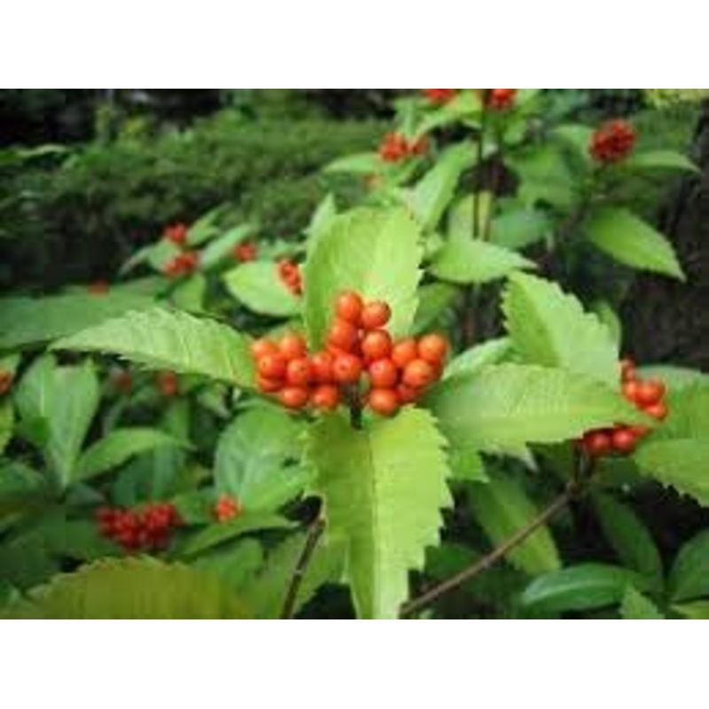 Sarcandra Glabra Plant Seeds Heirloom Non GMO Planting – 100 100