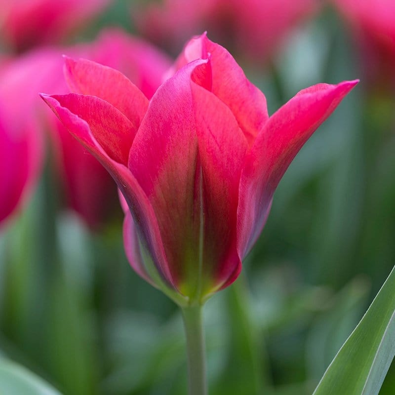 Tulip Doll’s Minuet (Viridiflora) Bulbs