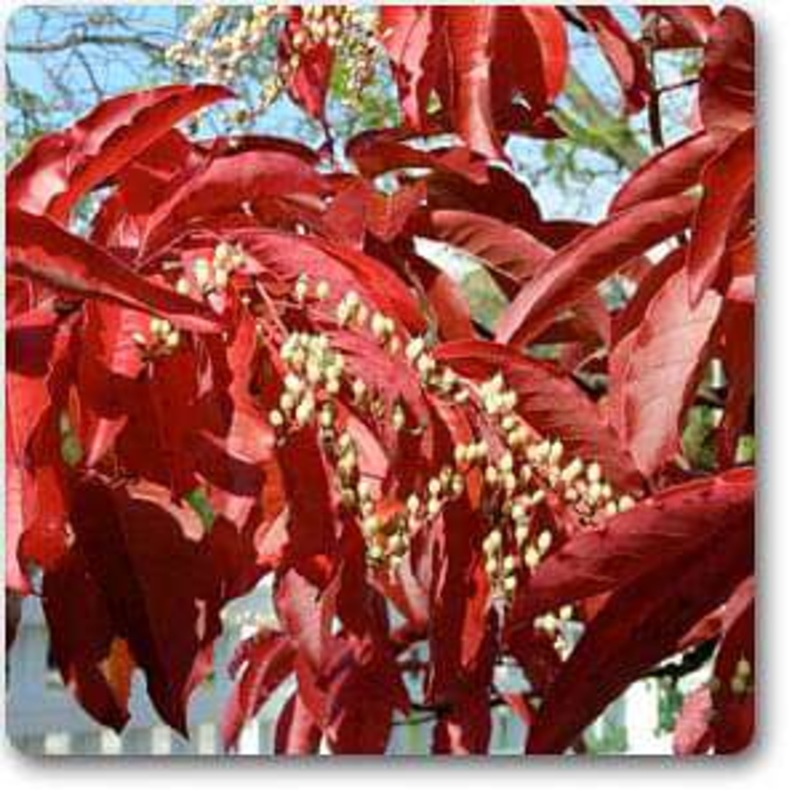 Victoria Bird Nest Fern, Asplenium Victoria – Plant