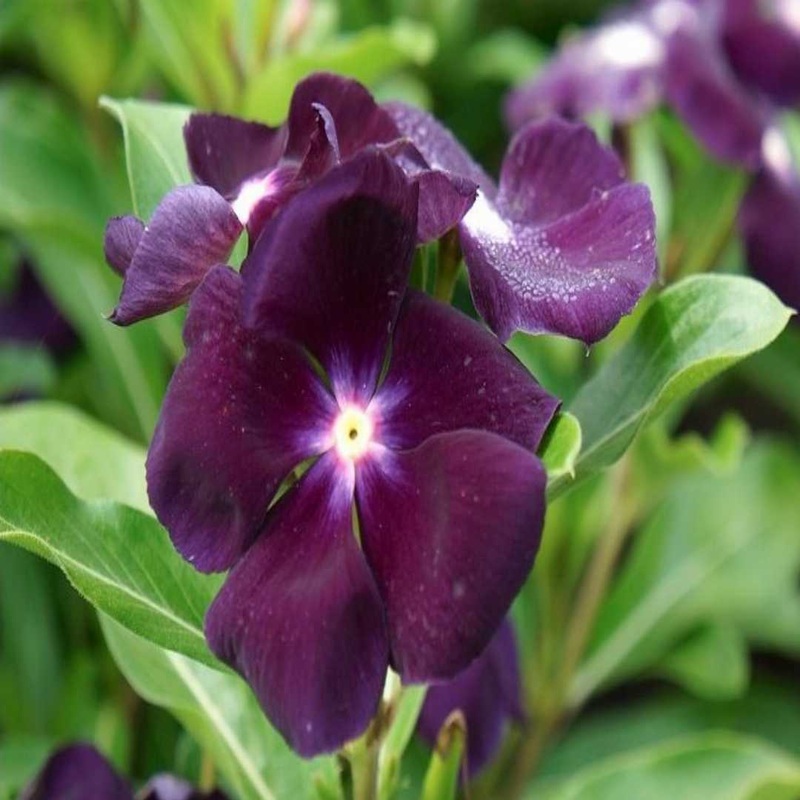Vinca Flower Seeds for Planting – 100 100