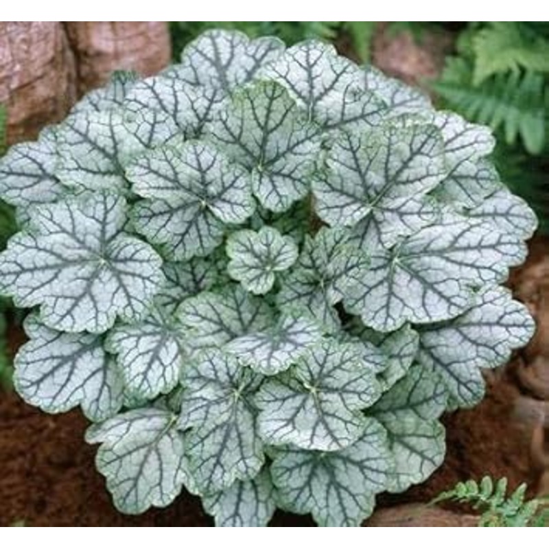 White Coral Bells Flower Seeds for Planting – 100 pcs 100