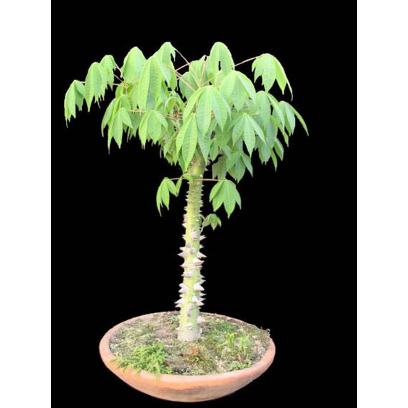 White Silk Cotton Tree – Kapok – Exotic Tree / Bonsai – Ceiba pentandra – 5 Seeds