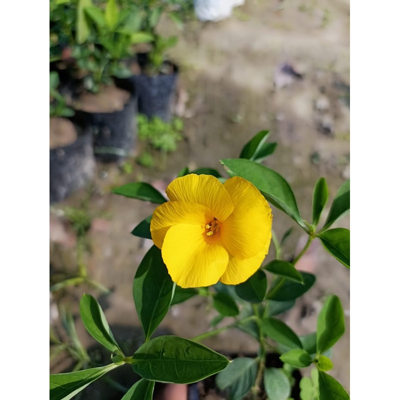 Yellow Flax Hybrid Flower Seeds for Planting – 100 pcs 100