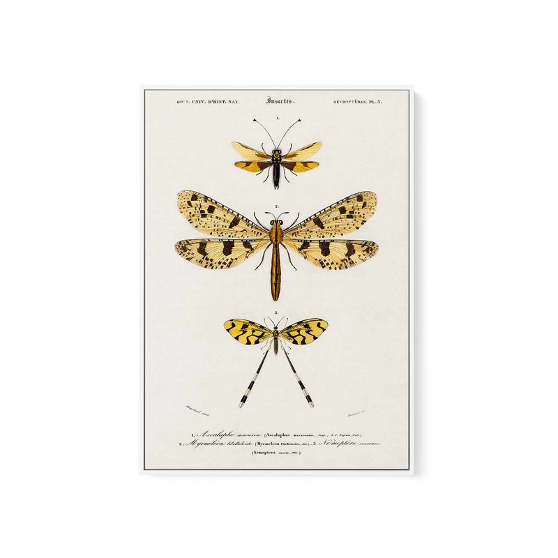 Yellow Insects Vintage Illustration | Framed Canvas Art Print