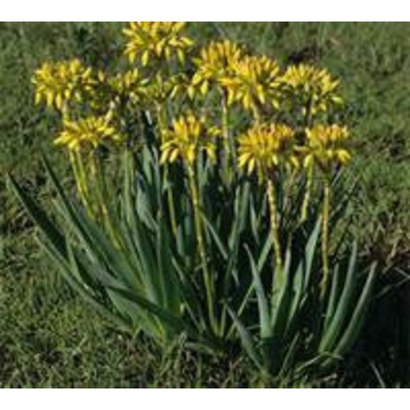 Aloe krausii – Indigenous South African Succulent – 10 Seeds