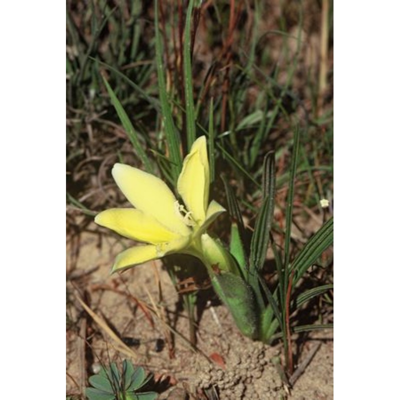 Babiana Vanzyliae – Indigenous South African Bulb – 10 Seeds
