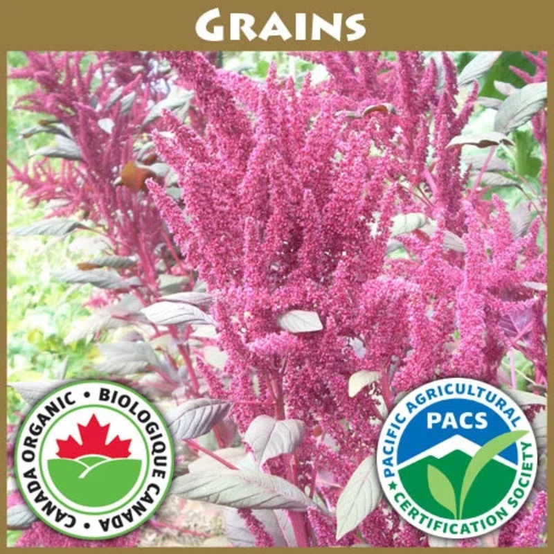 Strawberry – Fort Laramie, Everbearing