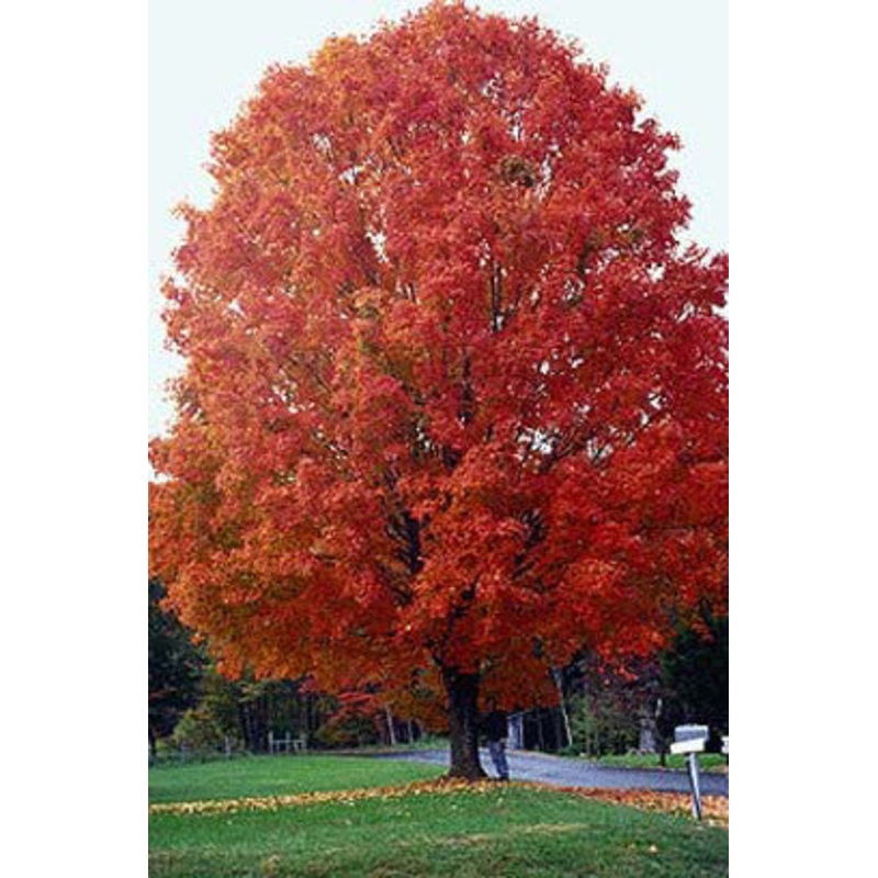 Sugar Maple Tree – Acer saccharum – Exotic Deciduous Tree / Bonsai Tree – 5 Seeds
