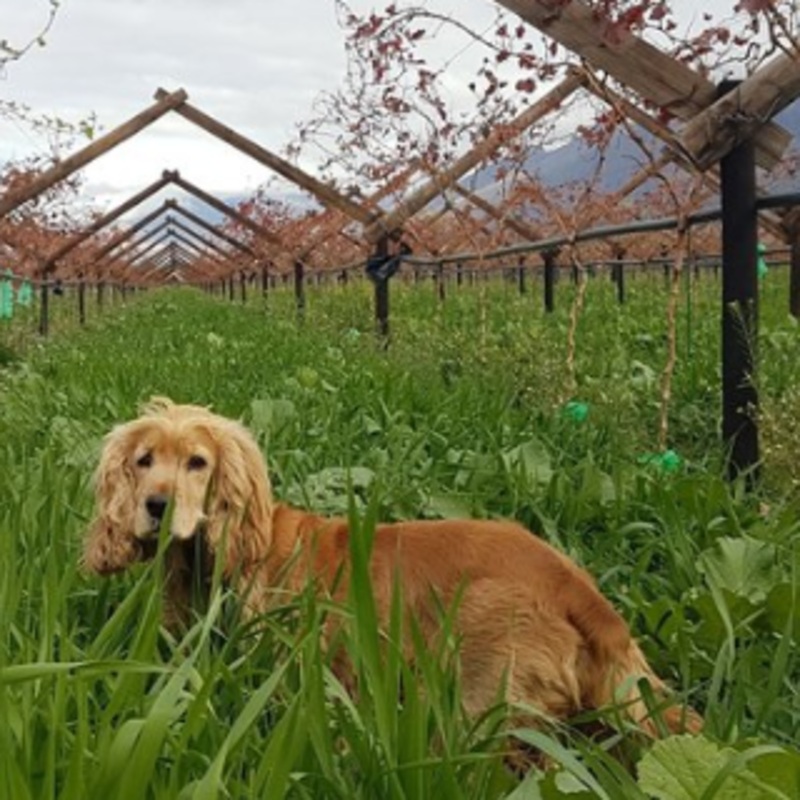 Summer Cover Crop Mix – Revitalize your Soil