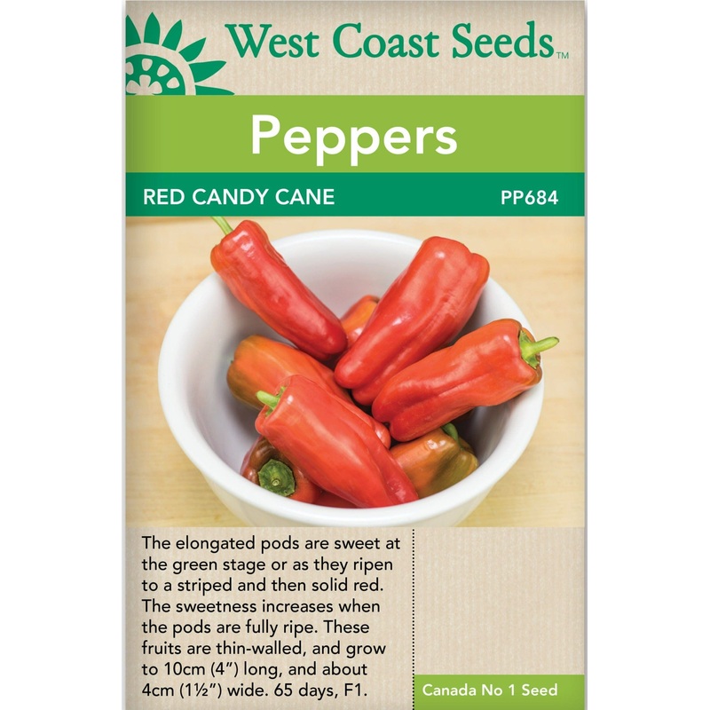 Sunflower Giganteus – West Coast Seeds