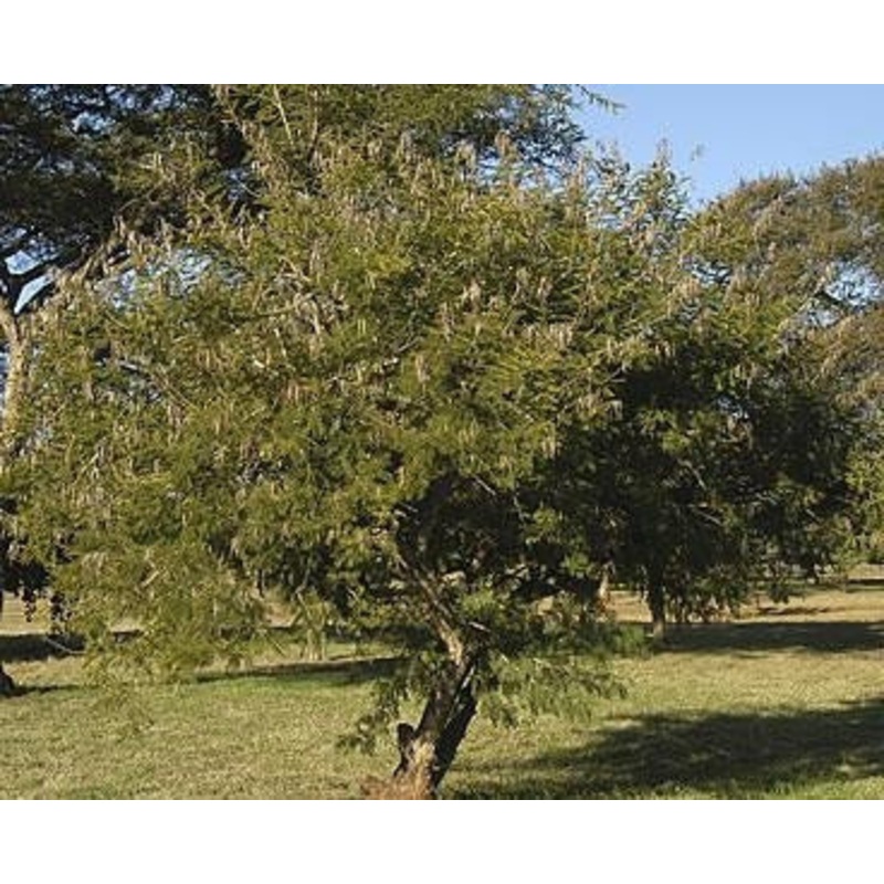 Vachellia / Acacia davyi – Cork Thorn Tree – Indigenous South African Tree – 10 Seeds