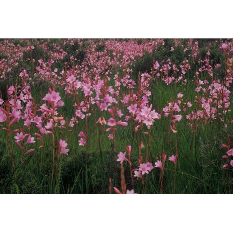 Watsonia Laccata – Indigenous South African Bulb – 10 Seeds