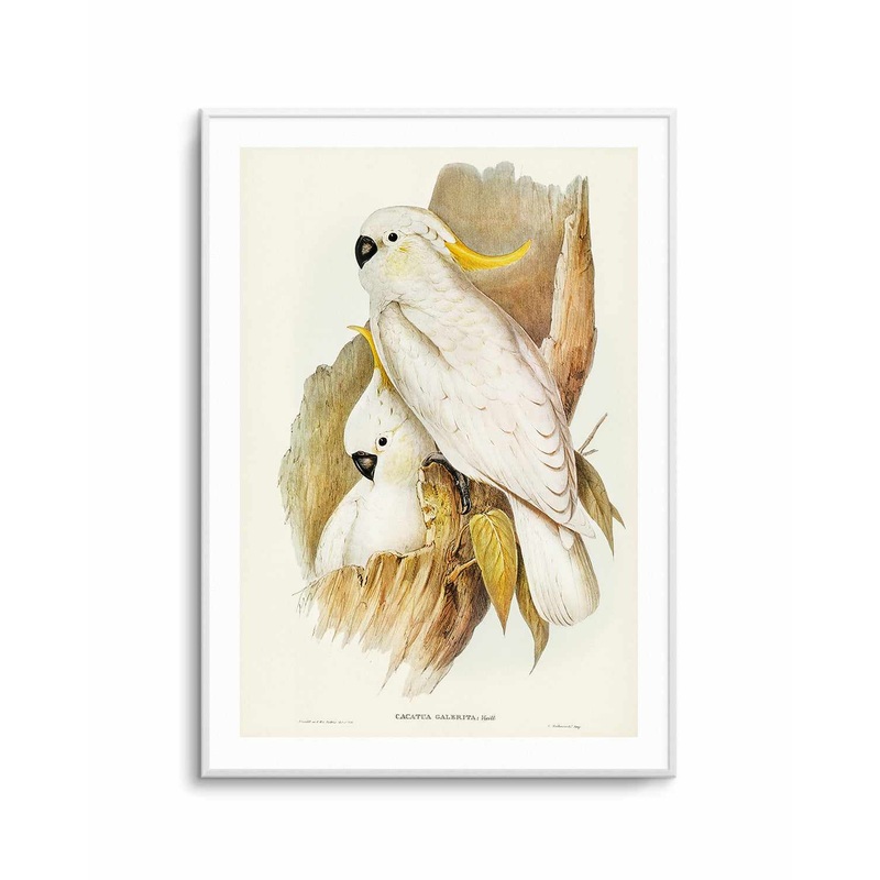 Yellow Crested Cockatoo Vintage Australian Bird Illustration Art Print