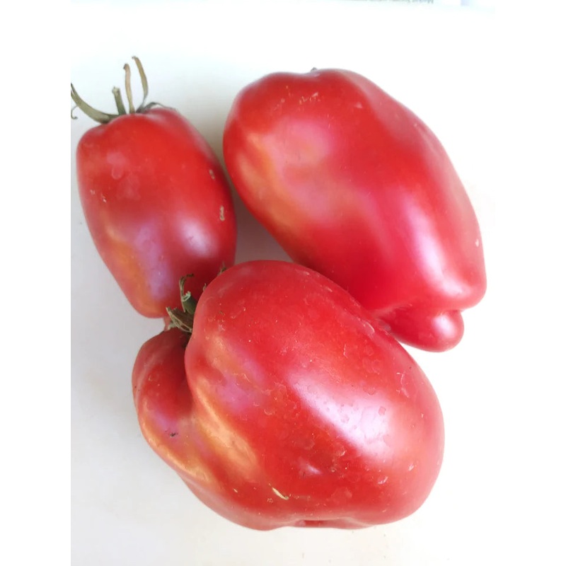 Zinnia Moulin Rouge – Renee’s Garden