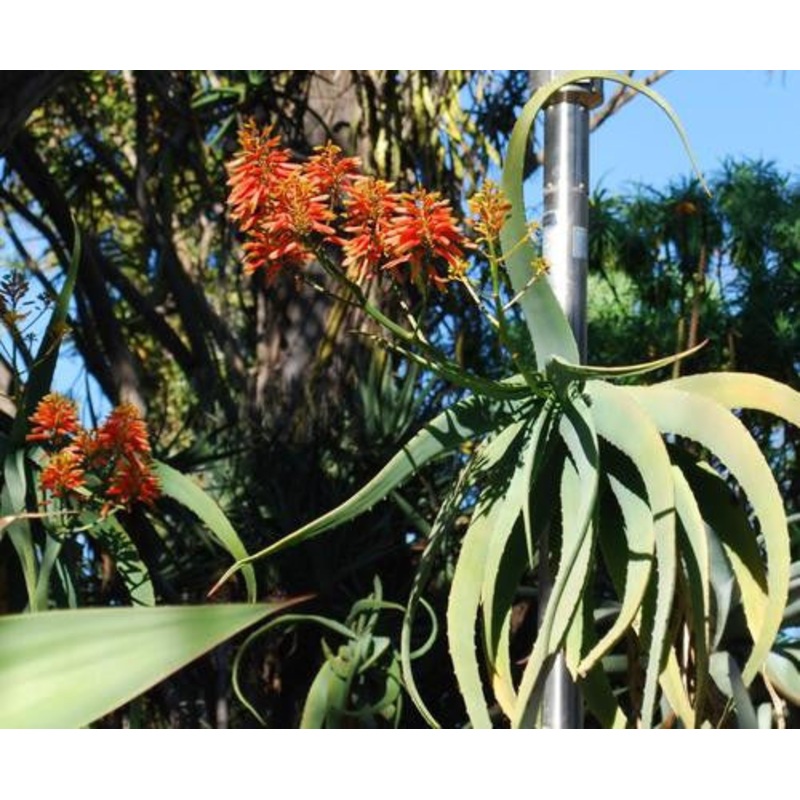 Aloe flexilifolia – Indigenous South African Succulent – 10 Seeds
